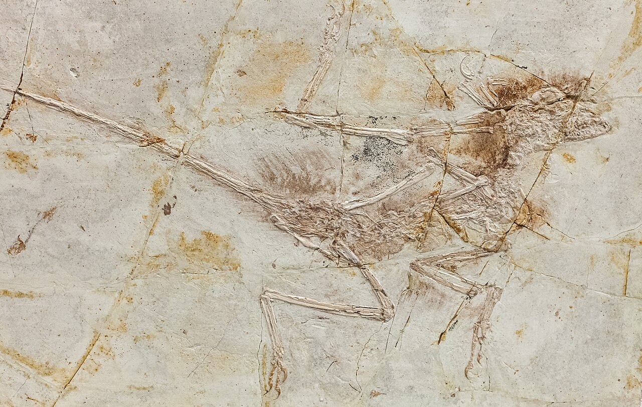 Microraptor gui, 120 milyon yıllık kuş benzeri bir teropod dinozorun tüylü fosili (kireç taşında korunmuş)