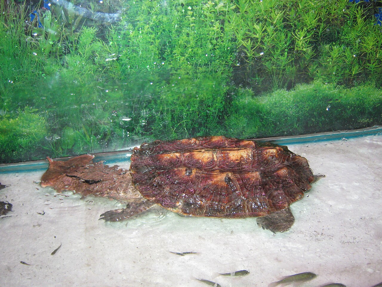 Matamata (Chelus fimbriatus)