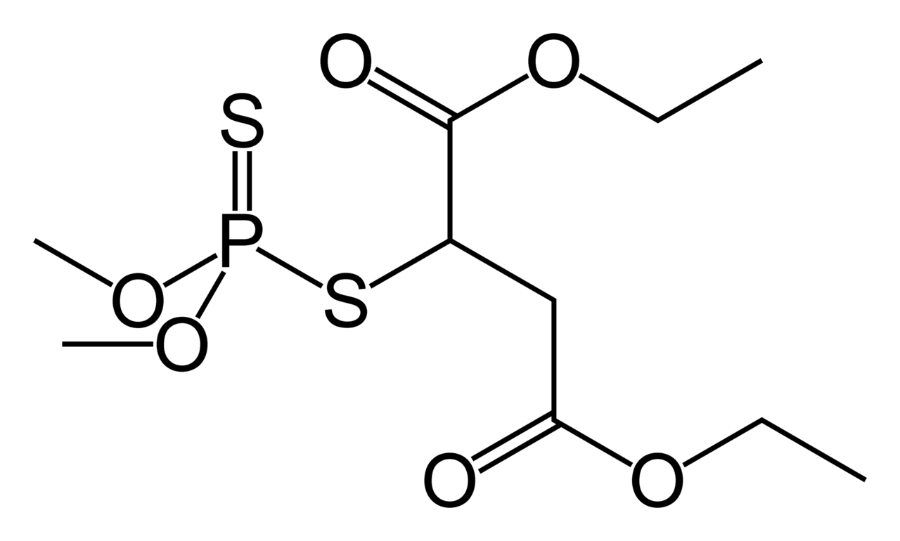 Malathion, an organophosphate anticholinesterase