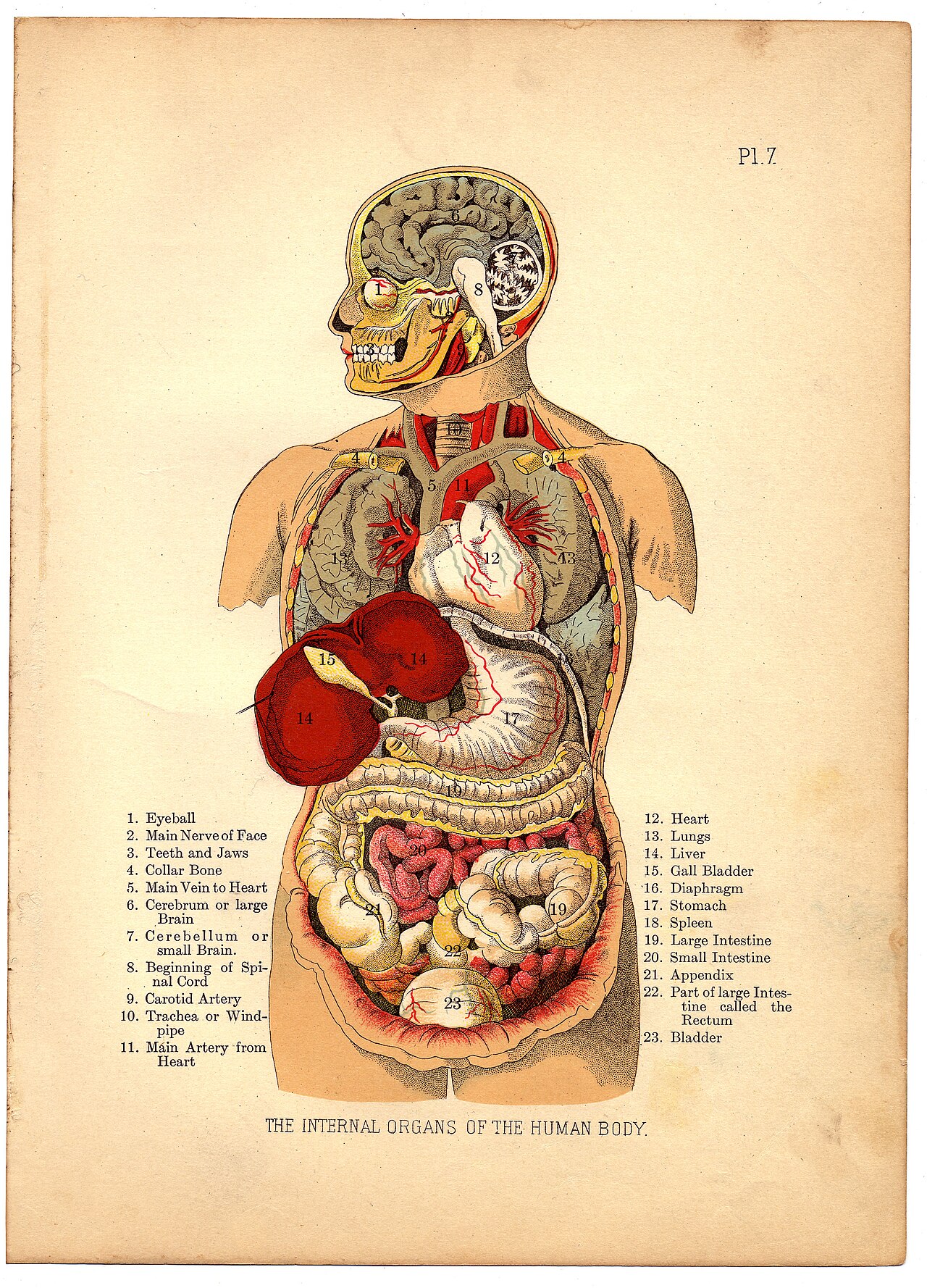 Internal Organs of the Human Body from The Household Physician, 1905 (6404030777)