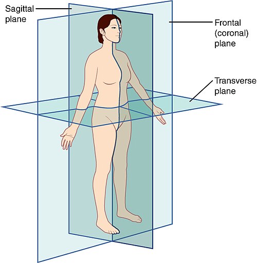 The three anatomical planes of the body: the sagittal, transverse (or horizontal), frontal planes