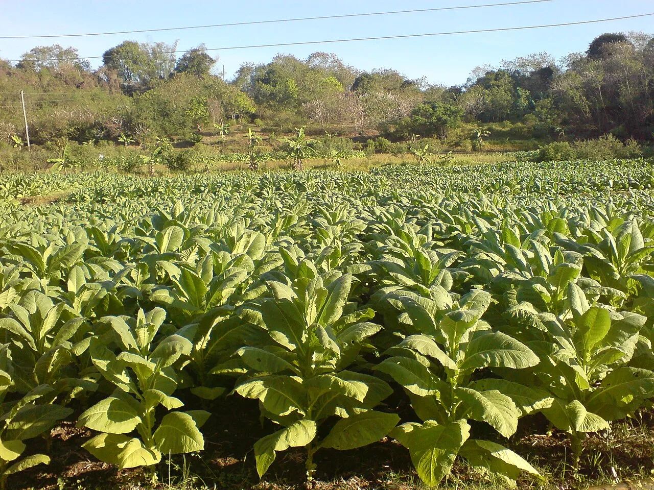 Field of tobacco in rural Philippines