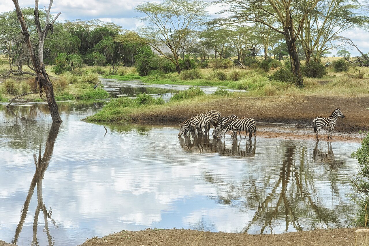 Serengeti Millî Parkı, doğal mirasa bir örnektir.